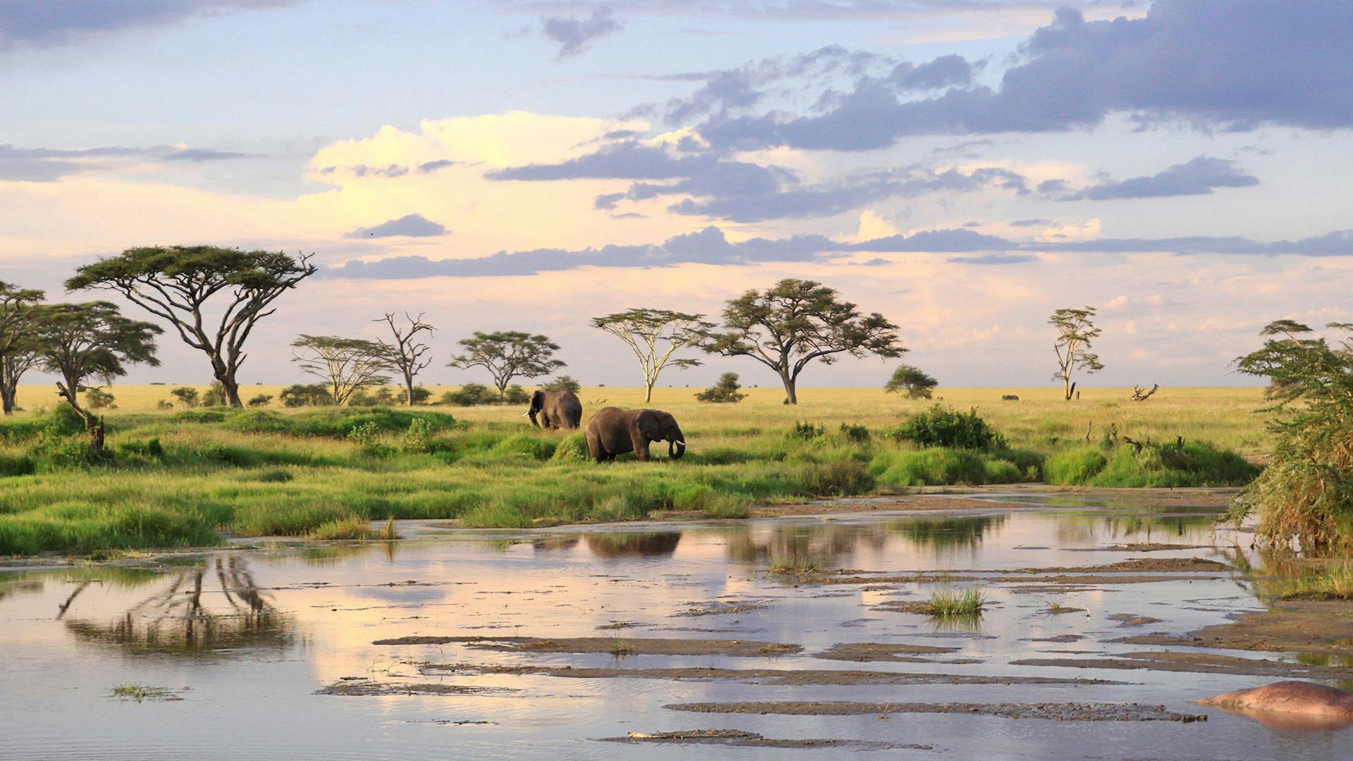 Northern Tanzania's striking landscape only comes second in grandeur to its immense variety of wildlife.