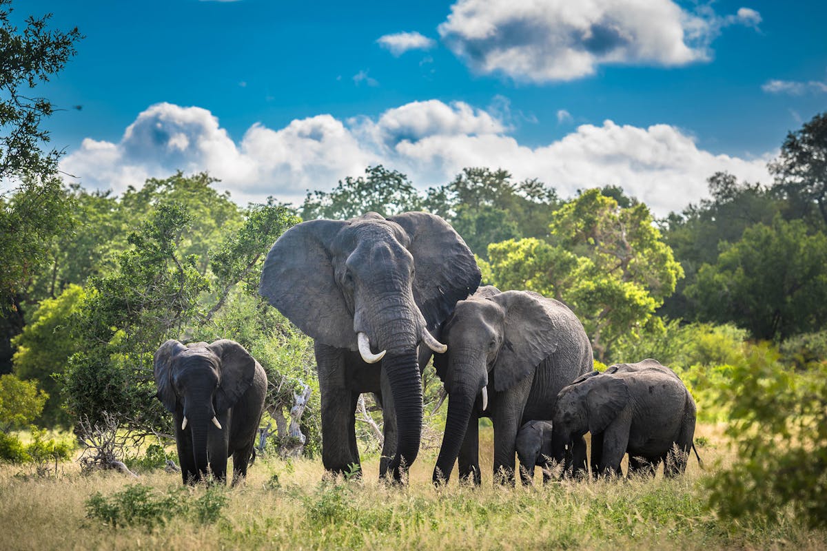 Okavango Delta, Botswana is one of the most beautiful and wildlife-rich safaris featuring plenty of elephants